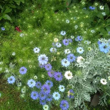 Love-in-a-mist