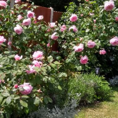 Rose 'Geoff Hamilton' (Shrub)