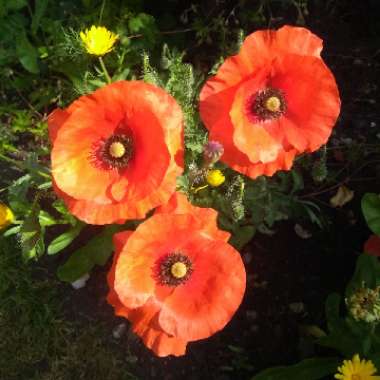 Flanders Poppy