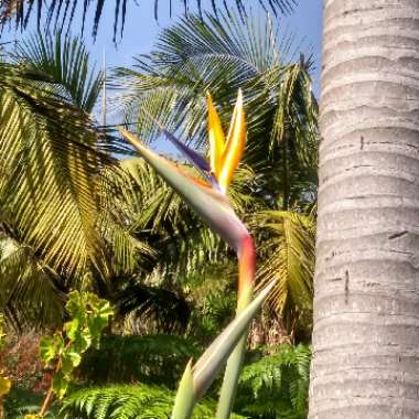 Bird Of Paradise