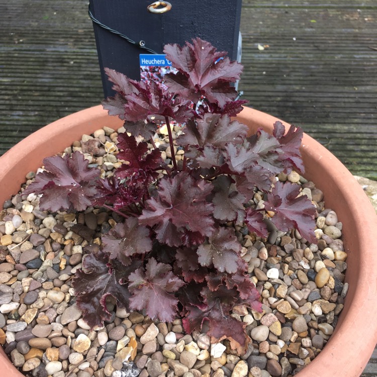 Plant image Heuchera 'Chocolate Ruffles'