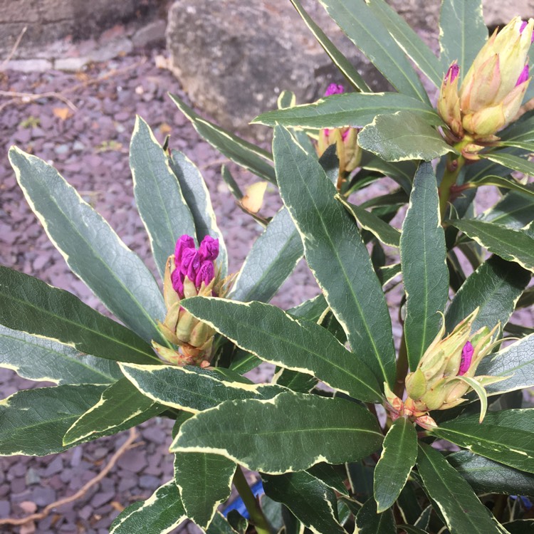 Plant image Rhododendron 'Silver Edge'