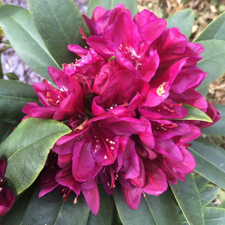 Plant image Rhododendron 'Polarnacht' syn. Rhododendron 'Polar Night'