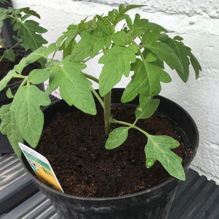 Plant image Solanum Lycopersicum 'Golden Sunrise'