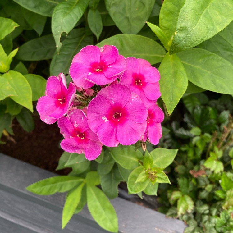 Plant image Phlox paniculata 'Adessa Pink Star' (Adessa Series)