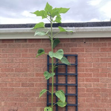 Sunflower 'Giant Single'