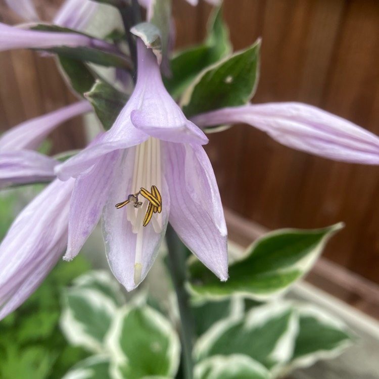 Plant image Hosta 'Patriot'