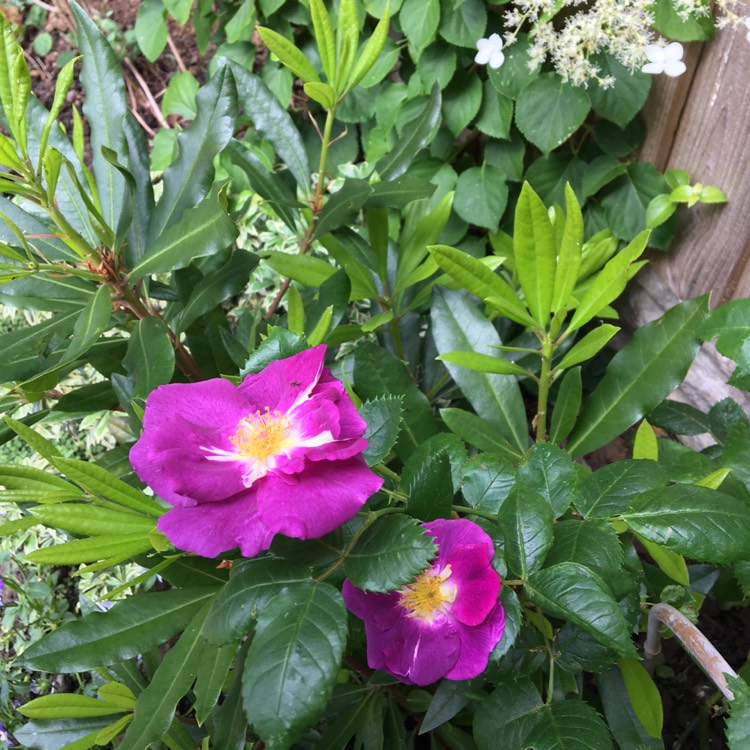 Plant image Rosa 'Frantasia' syn. Rosa 'Rhapsody in Blue'