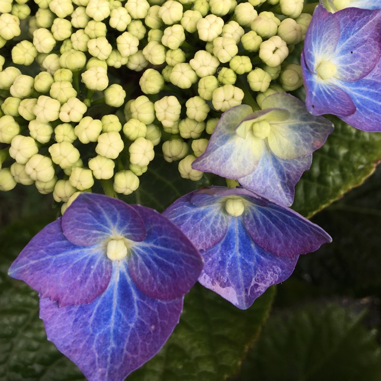 Plant image Hydrangea macrophylla 'Blaumeise'