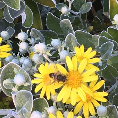 Senecio brachyglottis 'sunshine'