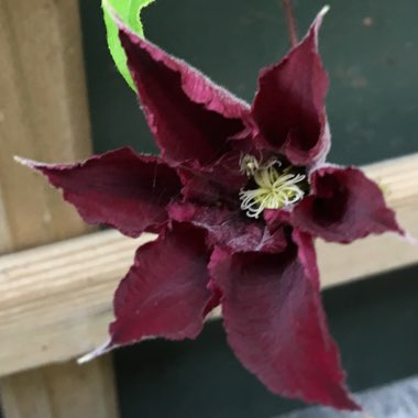 Clematis 'Niobe'