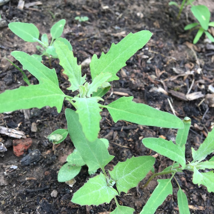 Plant image Chenopodium album