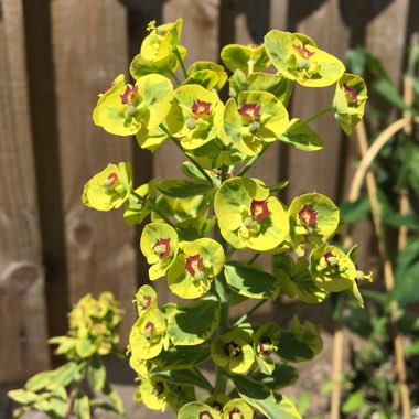 Euphorbia x martini 'Ascot Rainbow'