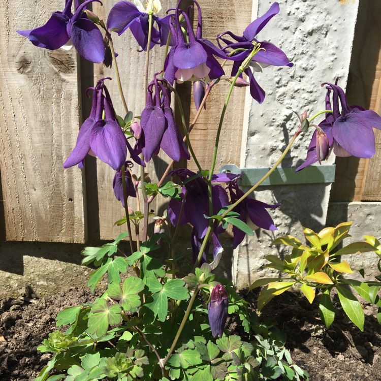 Plant image Aquilegia 'Spring Magic'