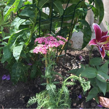 Yarrow 'Saucy Seduction'