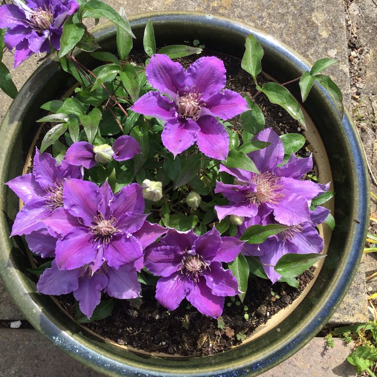 Plant image Clematis 'Bijou'