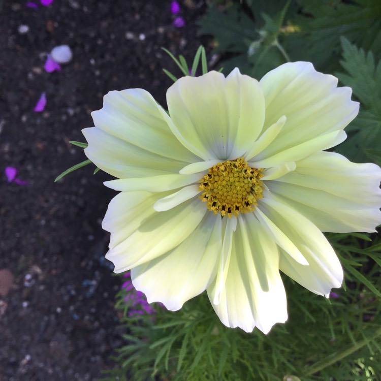 Plant image Cosmos Sulphureus 'Cosmic Yellow'