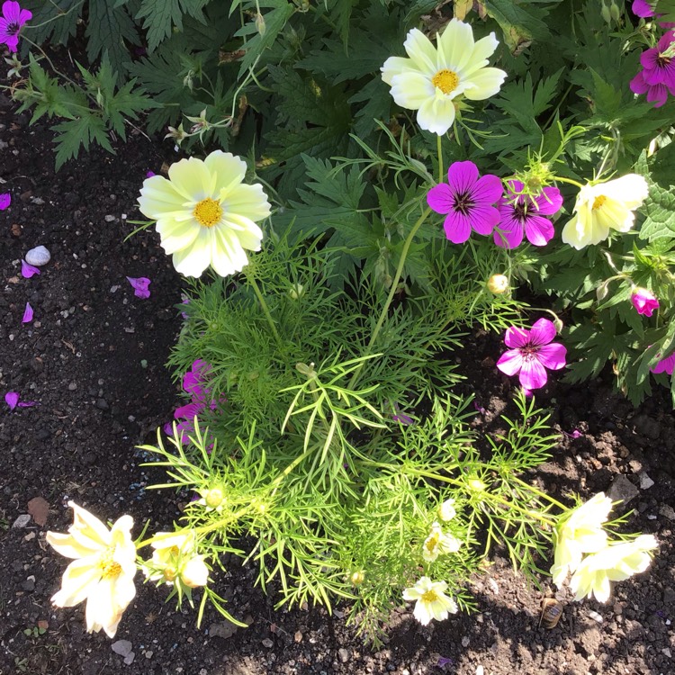 Plant image Cosmos Sulphureus 'Cosmic Yellow'