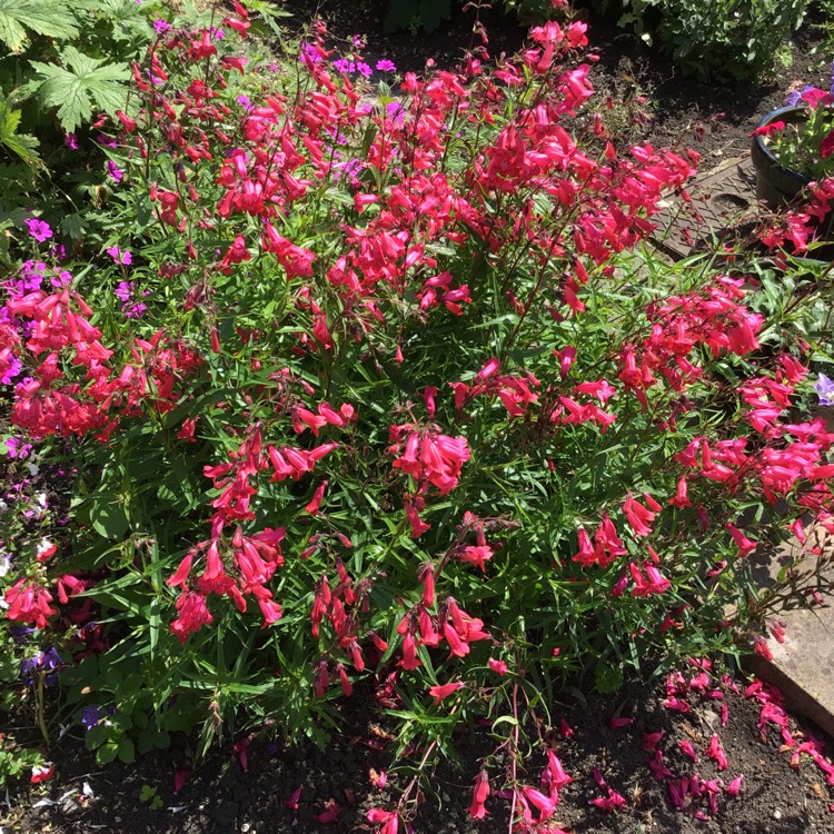 Plant image Penstemon garnet