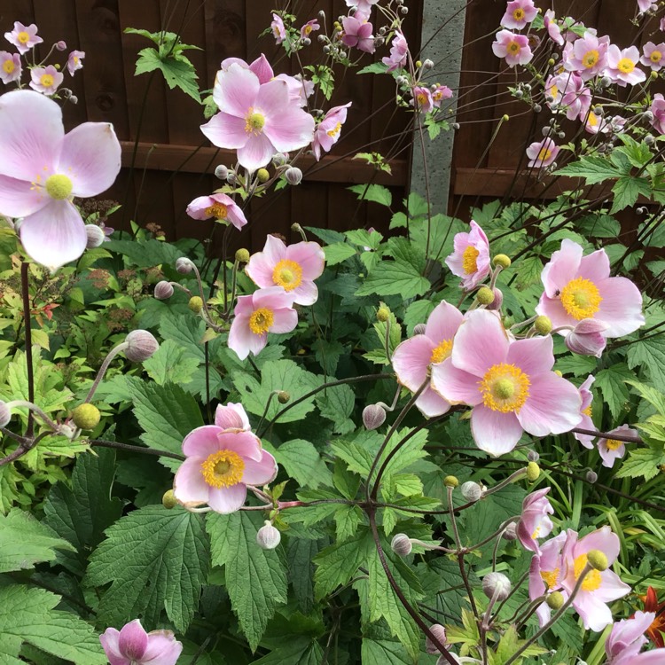 Plant image Anemone x hybrida 'Robustissima'