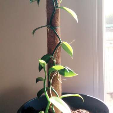 Vanilla planifolia