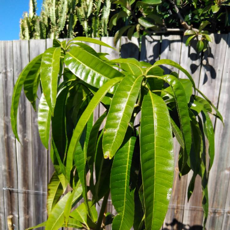 Plant image Mangifera Indica 'Kensington Pride'