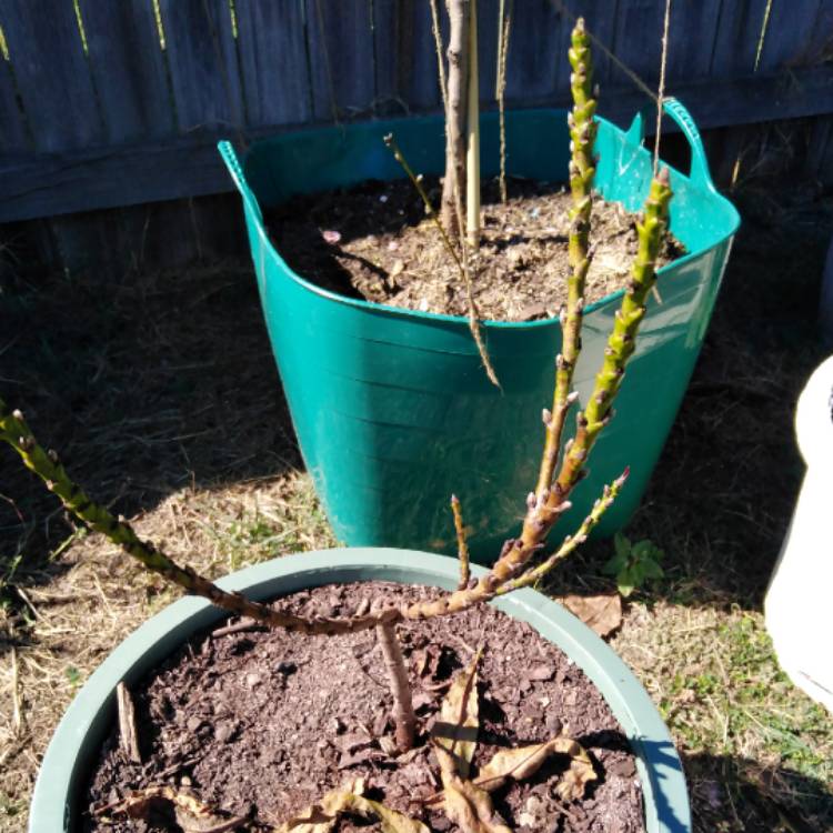 Plant image Prunus persica var. nectarina