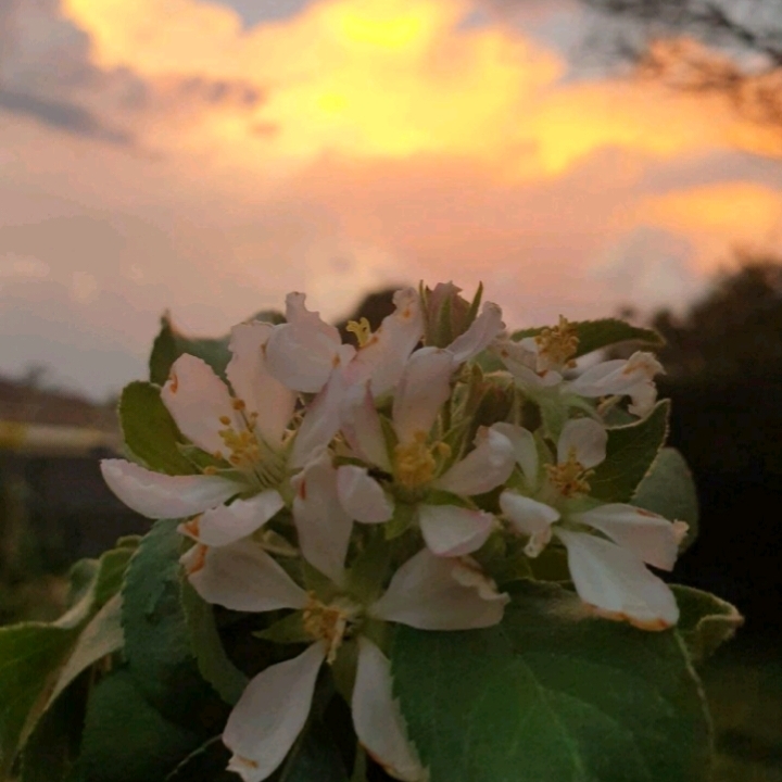 Plant image Malus domestica 'Anna'