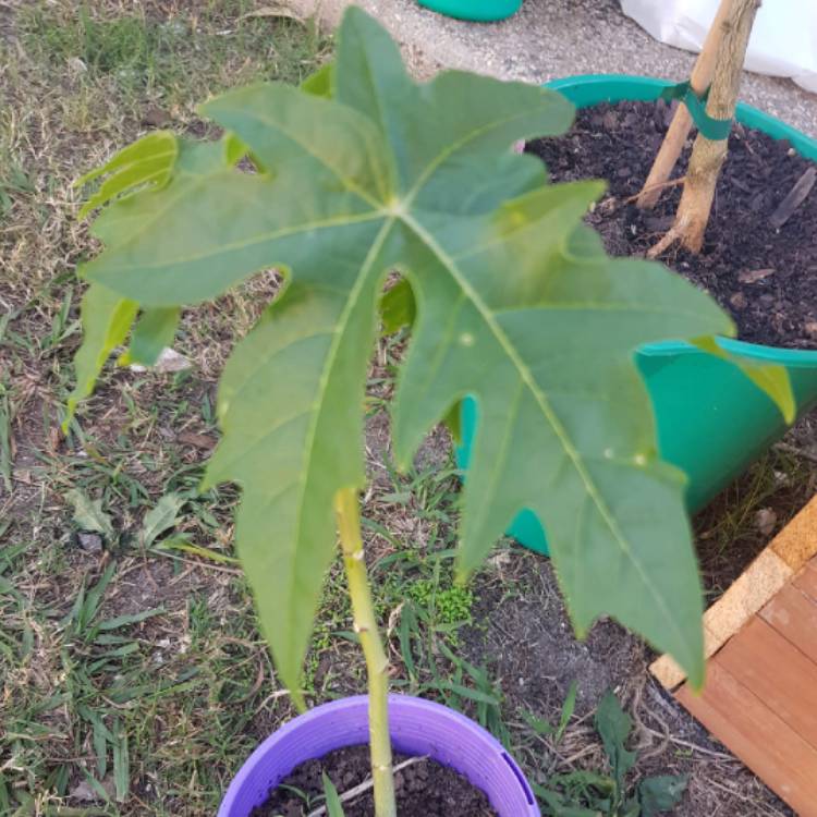 Plant image Asimina triloba