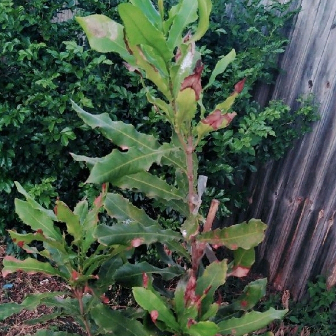 Plant image Macadamia ternifolia