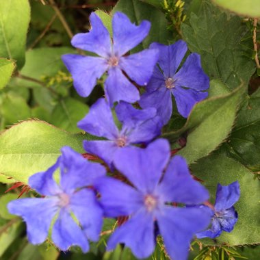 Blue Leadwort