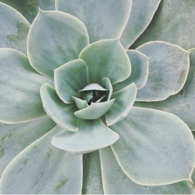 Echeveria Domingo