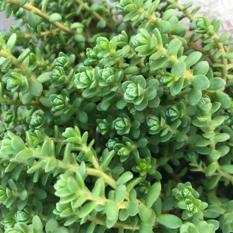 Plant image Sedum Oaxacanum