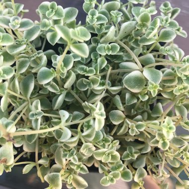 Crassula Pellucida subsp. Marginalis Dwarf Form