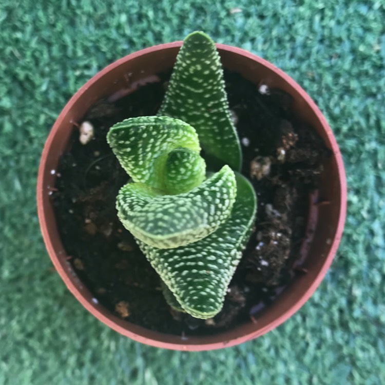 Plant image xGasterworthia 'Royal Highness'