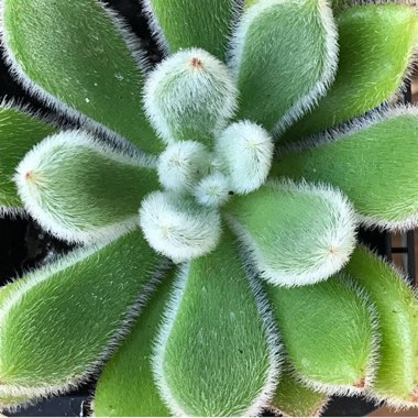 Echeveria Setosa var. Setosa