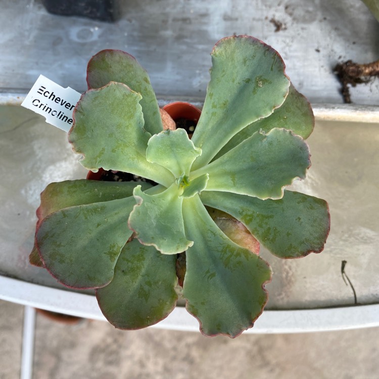 Plant image Echeveria Crinoline