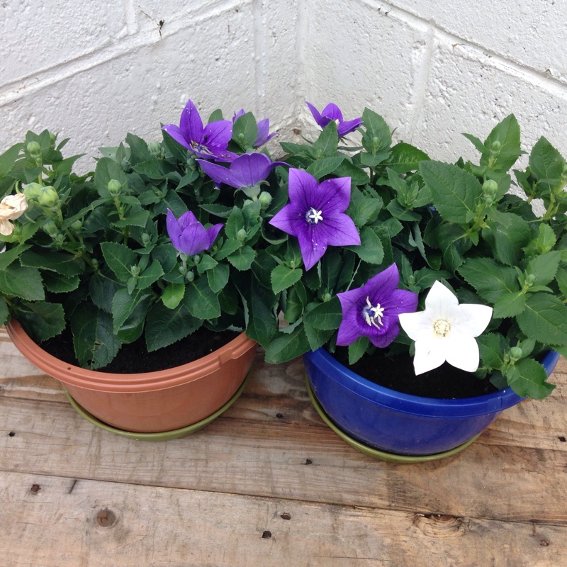 Balloon Flower