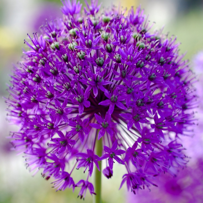 Allium hollandicum 'Purple Sensation' syn. Allium 'Purple Sensation', Allium aflatunense 'Purple Sensation'