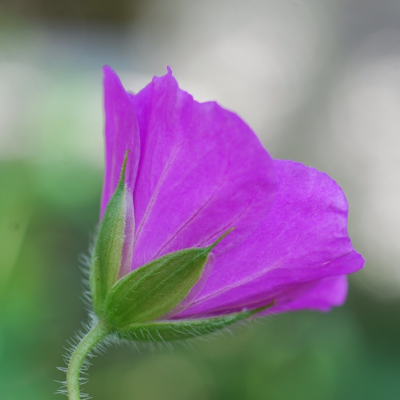 Plant image Geranium 'Khan'