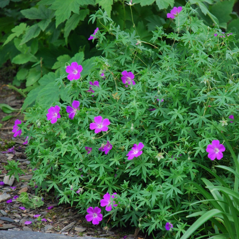 Plant image Geranium 'Khan'