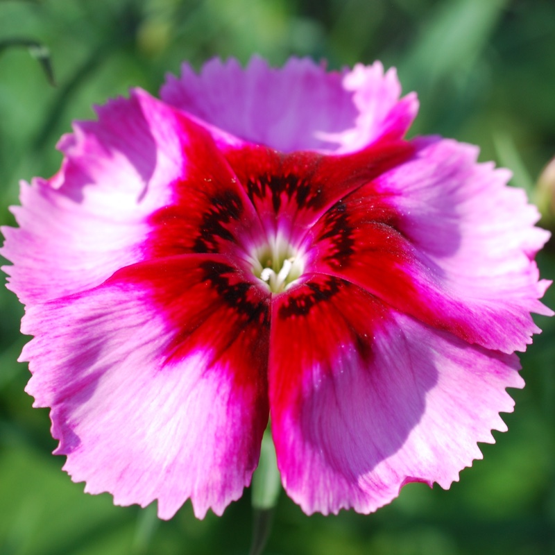 Plant image Dianthus diantica 'Strawberry Cream'