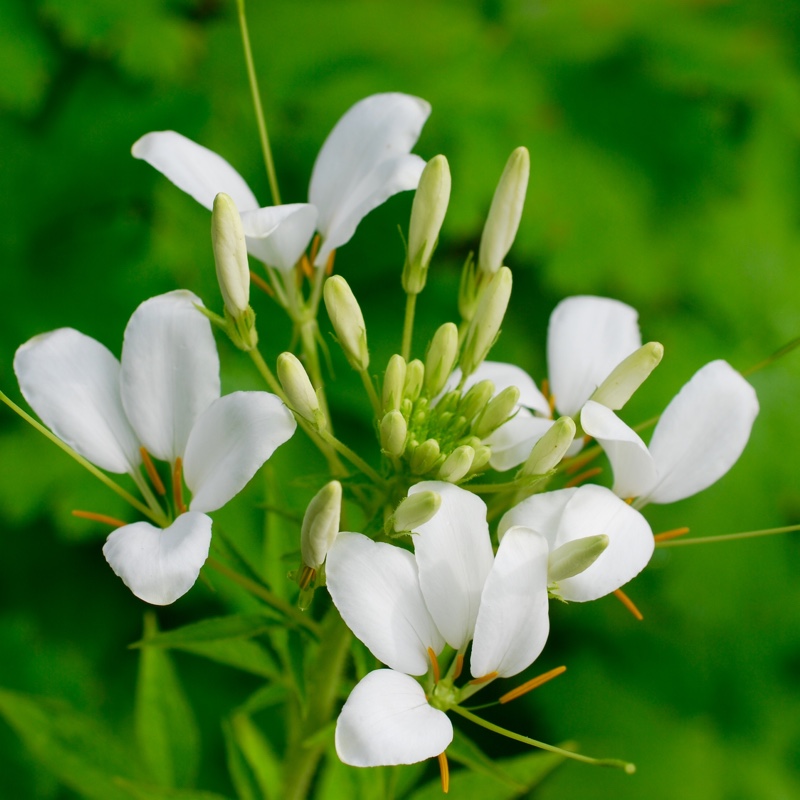 Cleome