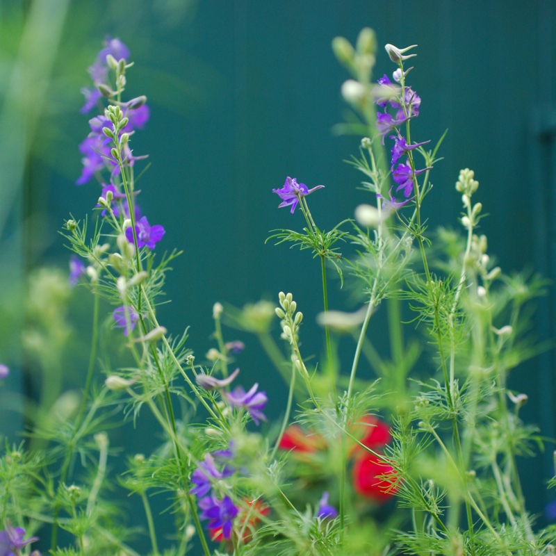 Plant image Delphinium elatum 'Dusky Maiden'