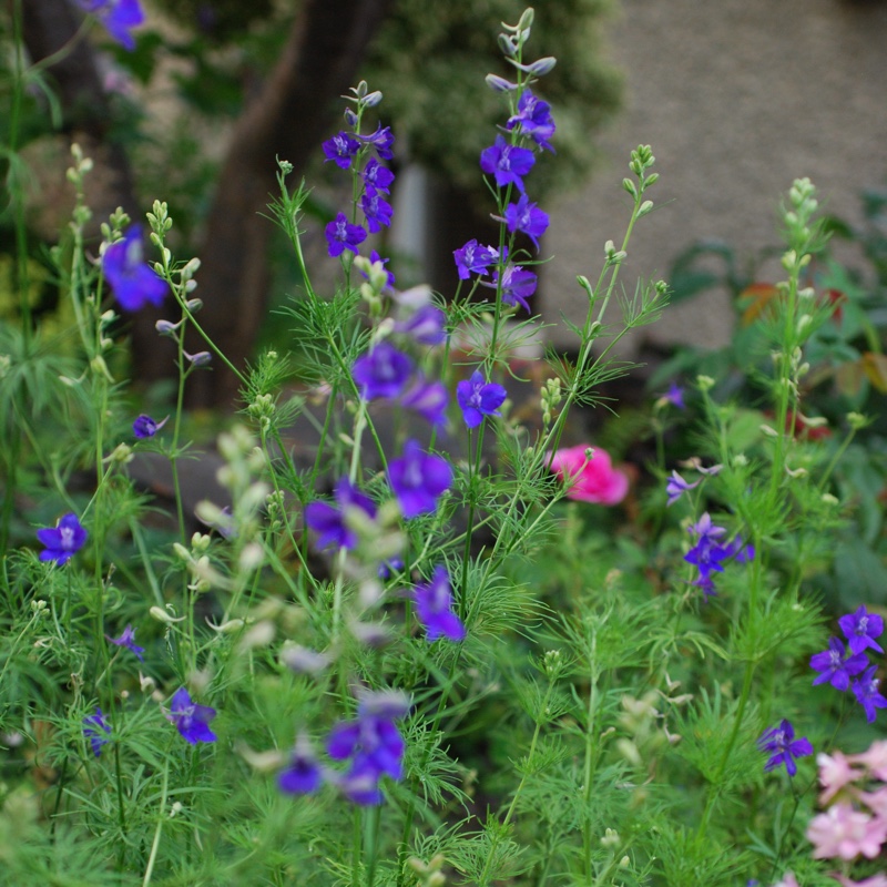 Delphinium Ajacis