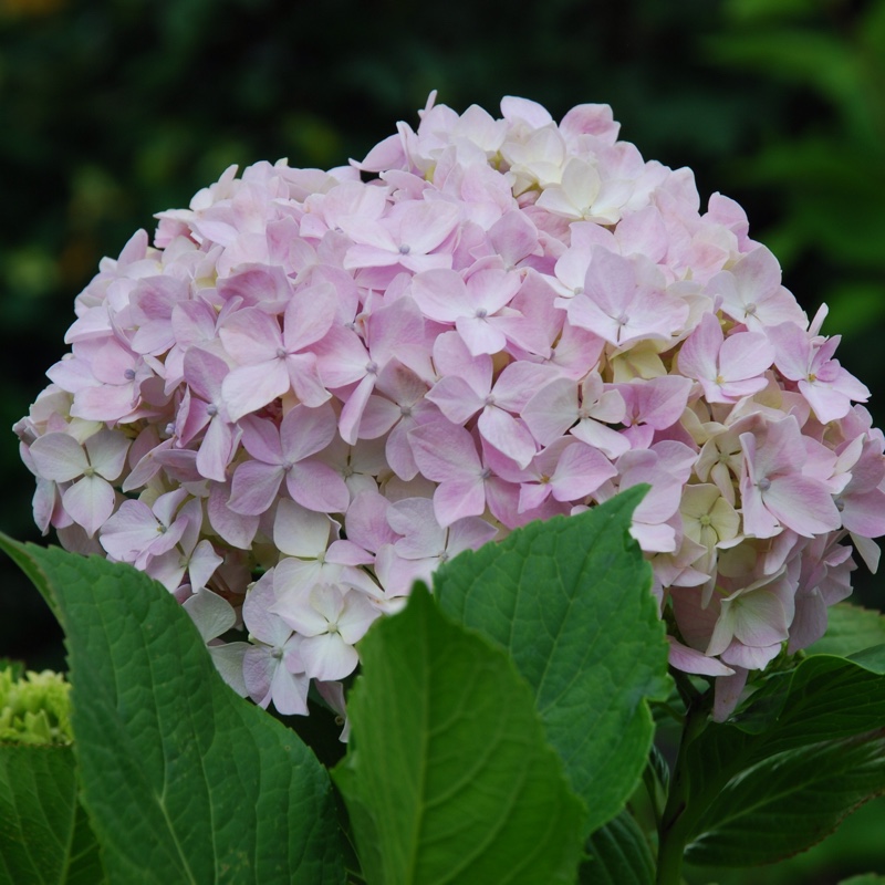 Hydrangea macrophylla 'Bailmer' (Endless Summer Series) syn. Hydrangea macrophylla 'Endless Summer', Hydrangea macrophylla 'The Original'