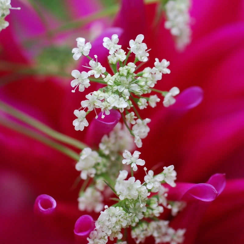 Ammi visnaga