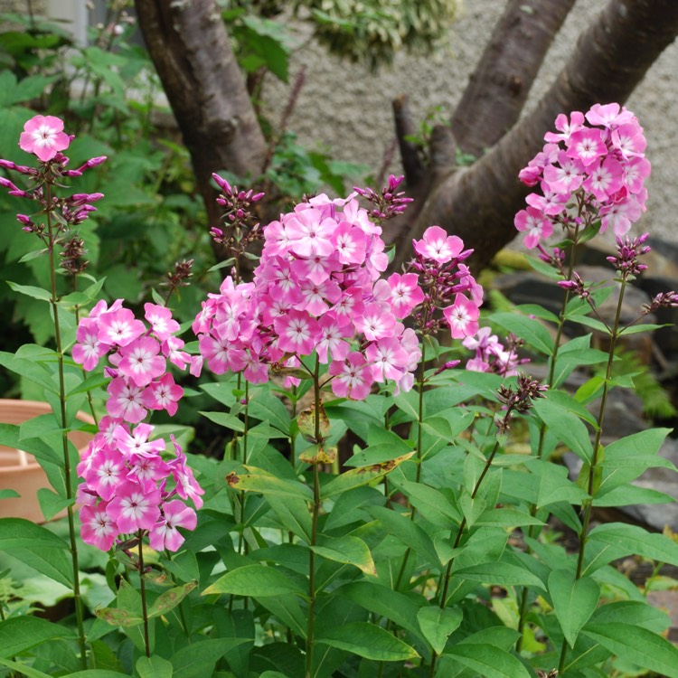 Plant image Phlox Paniculata 'Bright Eyes'