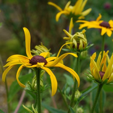 Rudbeckia fulgida var. sullivantii 'Goldsturm'