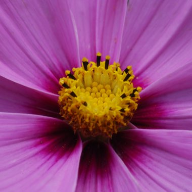 Cosmos Bipinnatus 'Xanthos'